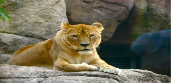 Kyoto Municipal Zoo