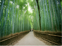 arashiyama