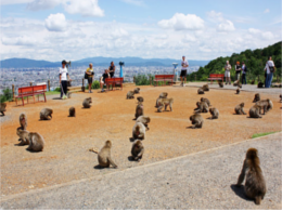 monkey-park-iwatayama