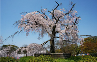 maruyama-park